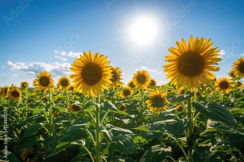 Yellow sunflowers blossomin...