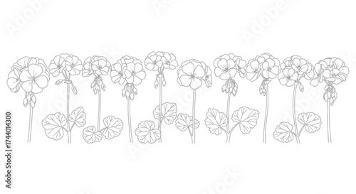 Delicate line art dandelions in full bloom elegant botanical drawing for nature enthusiasts vector