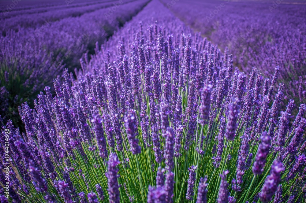 Fototapeta premium Breathtaking close-up of vibrant purple-blue lavender blossoms in full bloom
