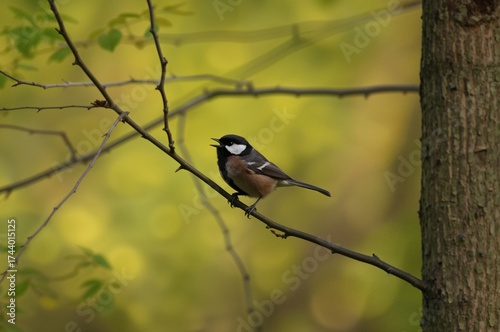 Adorable small bird in spri...