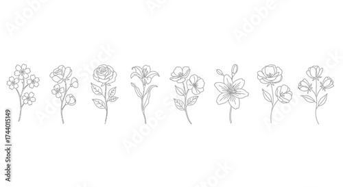 Delicate botanical line art collection featuring elegant floral designs and elegant flower arrangements vector