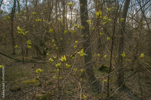 Tree branches sprouting fre...
