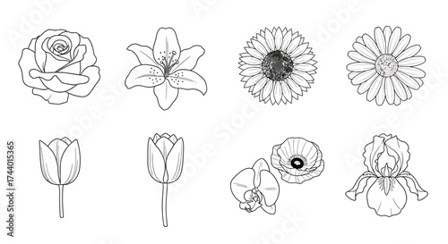 Collection of hand-drawn floral line art elements for botanical design projects vector