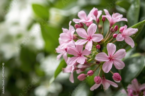 Charming Pink-Bloomed Flowe...