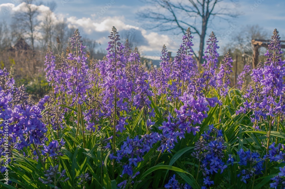 Obraz premium Background of blooming purple flowers in spring