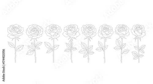 Artistic monochrome line drawings of seven elegant roses in full bloom and bud stages vector