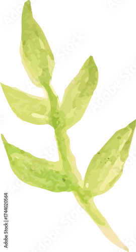 branch watercolor hand drawn isolated on white