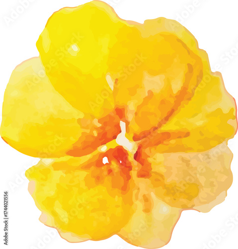 yellow flower trasnsparant background, hand-drawn watercolor