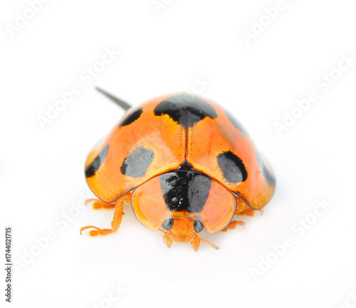 ladybug isolated on white background.