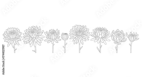 Delicate dandelion seed heads silhouette against a clean backdrop botanical line art vector