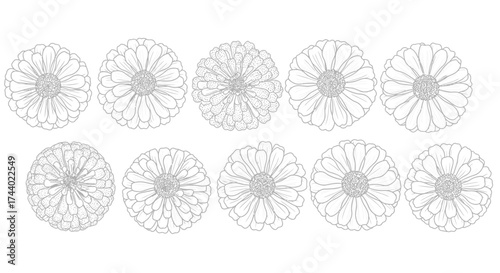 Collection of detailed line art dandelions from top view offering natural beauty and simplicity vector