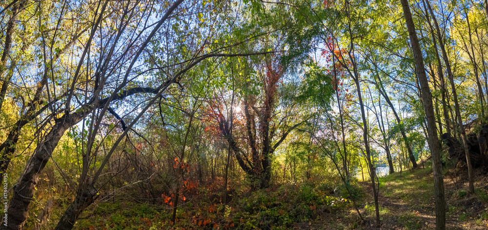 Obraz premium Wild grape leaves on the ground in autumn. Broken trees in the autumn forest among thickets of wild grapes, storm damage. Autumn background. Red autumn leaves. Nature background. Autumn atmosphere..