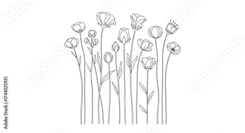 Elegant pencil sketch of daffodils in bloom delicate floral art for design projects vector