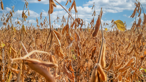 Golden soybean pods in sunlight on soybean field and sky on horizon. Autumn agricultural landscape.
