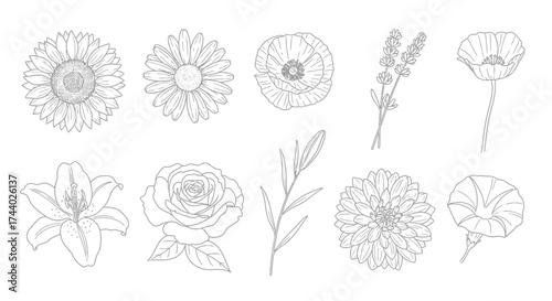 Collection of delicate botanical line art flowers and stems for artistic design elements vector