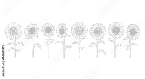 Delicate line art botanical collection of seven distinct blooming dandelion flowers vector