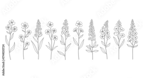 Delicate botanical line art collection featuring wildflowers and herbs rendered in black and white for elegant design vector