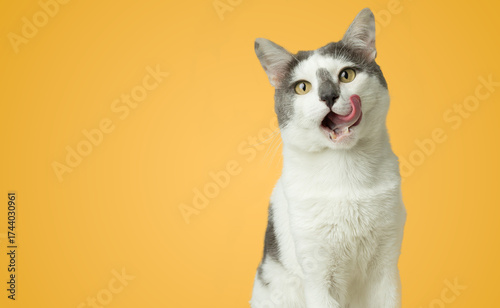 Happy cat licks his lips. Portrait of a white-gray kitten with yellow eyes, looking straight ahead. Cute hungry cat, studio photo, free space isolated on yellow background