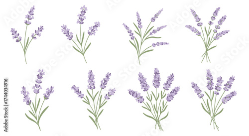 A collection of lavender floral illustrations.