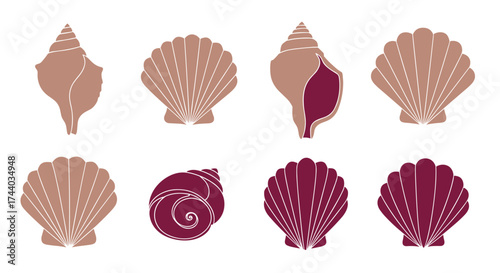 A collection of assorted seashells and conch shells arranged neatly in two rows.