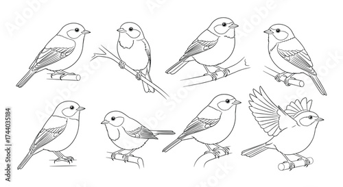 A collection of small perching birds in various poses.