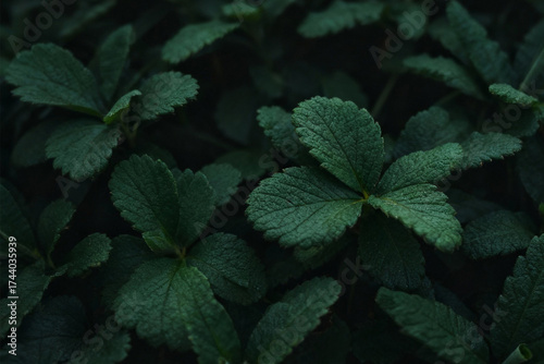 Lush, Dark Green Strawberry Foliage in a Moody, Tropical Setting