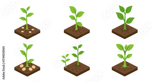 Isometric growth stages of plants on soil squares