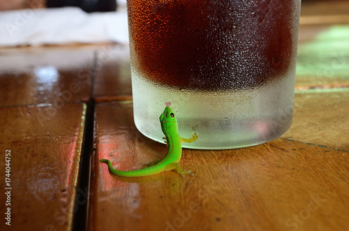 Gold dust day gecko