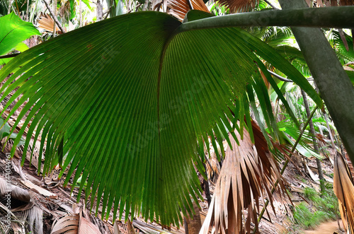 Jungle Vallee de Mai on the Seychelles islands