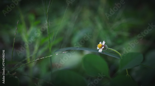 Small yellow flower of grass and blur green nature background