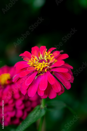 Close up red zinnia flower and dark background