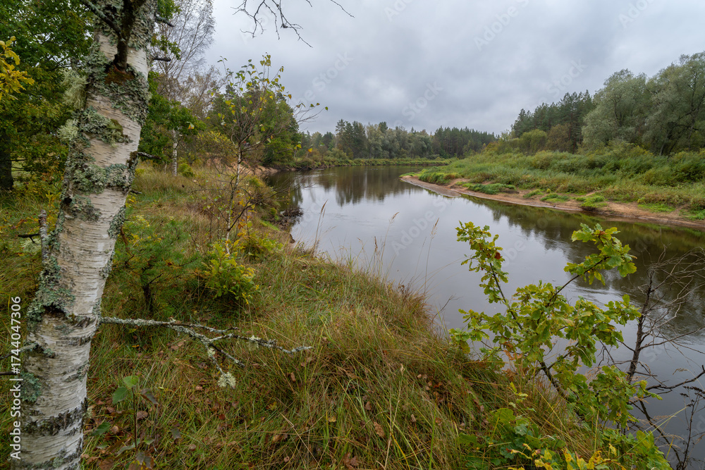Fototapeta premium river in the forest