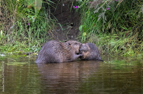 Beaver adult with a kit grooming each other