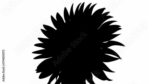 Black silhouette of a flower with sharp petals radiating outwards on a white background creating contrast