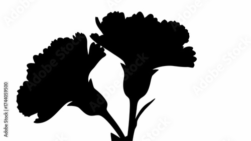Silhouette depiction of two carnation flowers with detailed petals and stems against white background