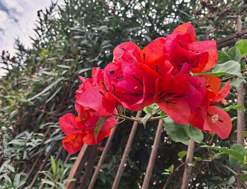 a vivid red sprig of flowering bougainvillea in the garden