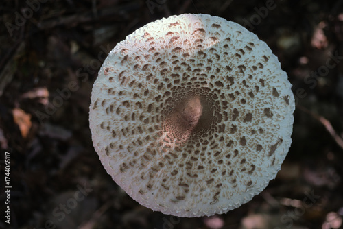 Macrolepiota procera, the parasol mushroom, top view of a large, edible forest mushroom