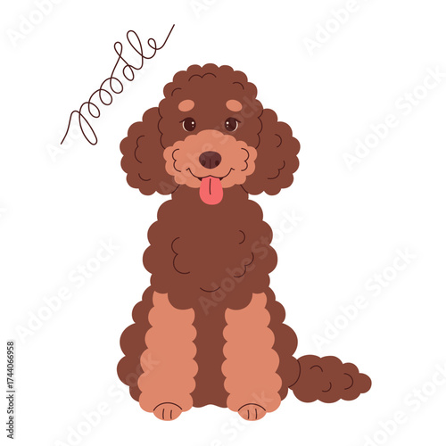 Flat vector dog of poodle breed with curly fur. Cute brown illustration of toy poodle or miniature, maltipoo, cavapoo.
