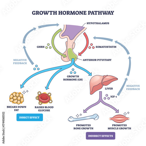 Growth hormone pathway outlines hypothalamus pituitary liver IGF-1 signaling with effects on fat, bone, and muscle, key objects, pituitary, liver, IGF-1. Outline diagram