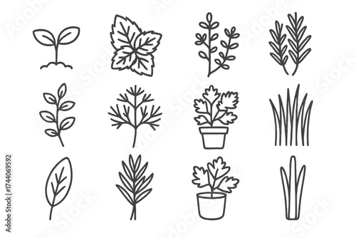 Herb Garden Icons. Line style icons of herb garden elements: basil sprout, mint leaf, thyme plant, rosemary bush; oregano stem,