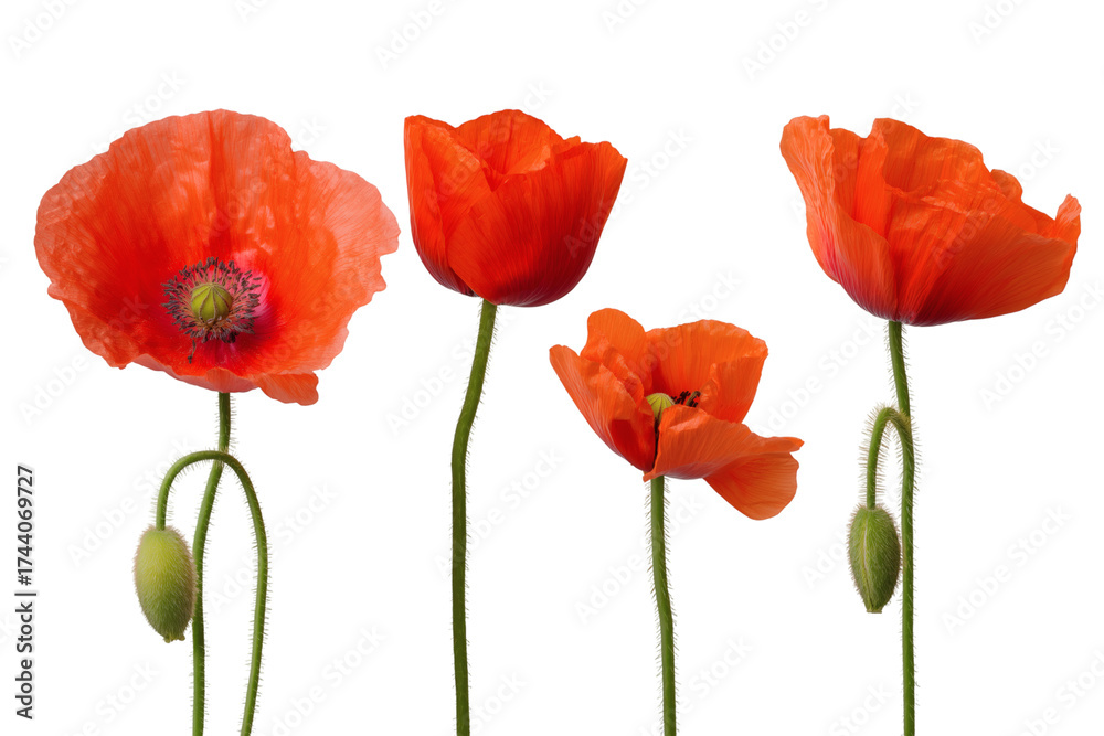 Naklejka premium vibrant red poppies with detailed textures and forms isolated on white background