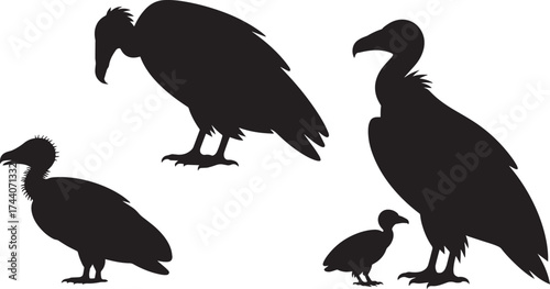 Vulture Bird Silhouettes Vector Set Black White Avian Illustration
