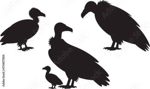 Black silhouettes of vultures set, large predatory birds family, adults and young collection
