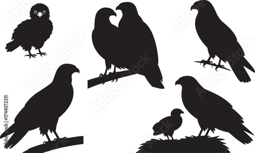 Eagle Hawk Falcon Bird of Prey Silhouettes Set Nesting Family