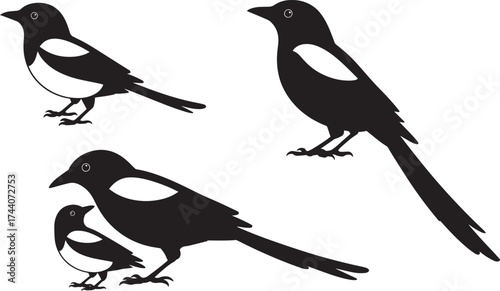 Magpie Bird Silhouettes Vector Set Black White Avian Illustration