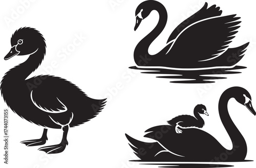 Swan Family Silhouettes Set Waterfowl Birds Swimming Standing Baby Duckling