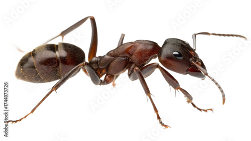 Wallpaper Mural ants, isolated on a transparent background PNG Torontodigital.ca