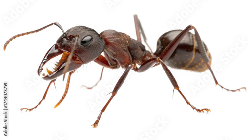 Wallpaper Mural ants, isolated on a transparent background PNG Torontodigital.ca