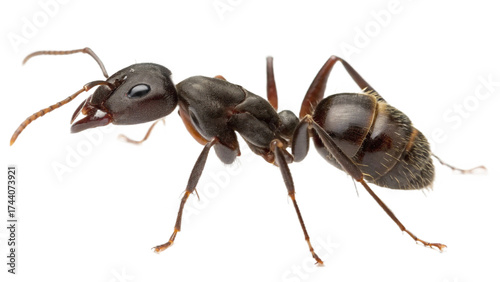 Wallpaper Mural ants, isolated on a transparent background PNG Torontodigital.ca