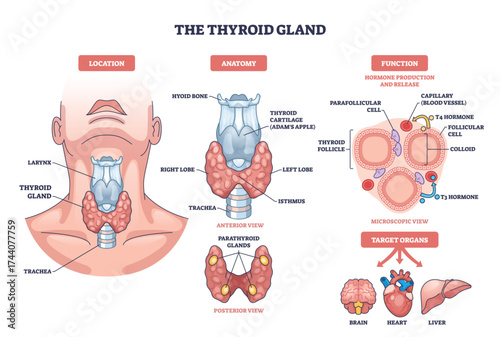 Thyroid gland brief diagram presents neck anatomy and hormone production, shows right and left lobes, isthmus, and follicles with T3-T4 flow. Outline diagram